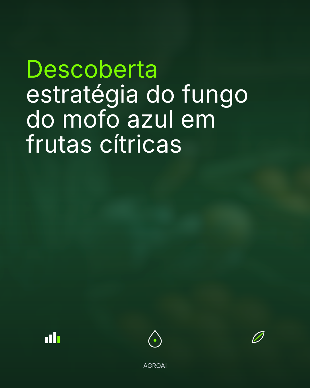 Descoberta estratégia do fungo do mofo azul em frutas cítricas