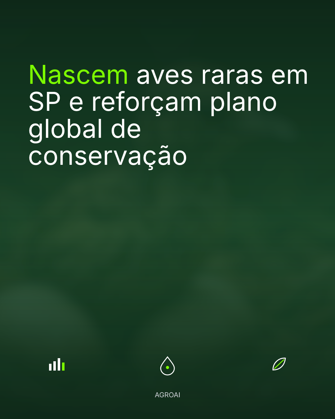 Nascem aves raras em SP e reforçam plano global de conservação