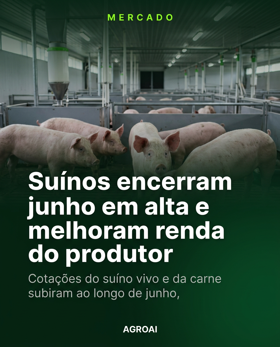 Suínos encerram junho em alta e melhoram renda do produtor